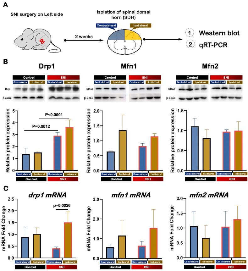 https://cdn.ncbi.nlm.nih.gov/pmc/blobs/005e/8718665/47b18ee483bd/gr5.jpg