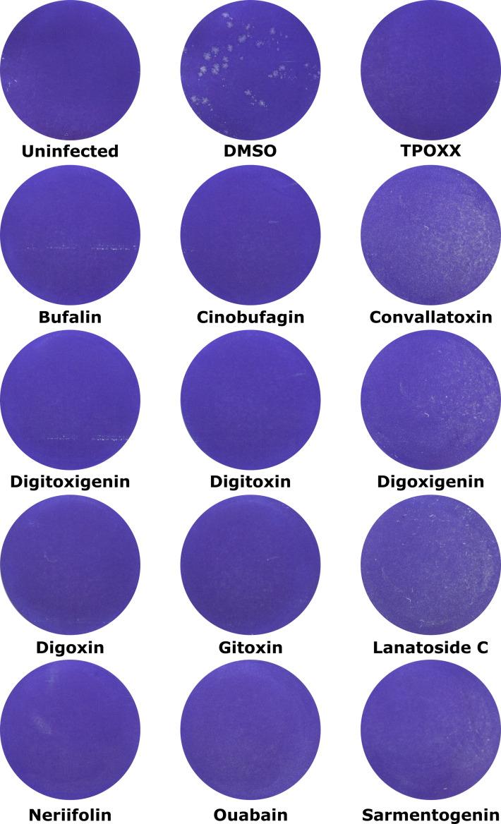 https://cdn.ncbi.nlm.nih.gov/pmc/blobs/0064/10995631/68ec5bb1b25b/jgv-105-01971-g002.jpg