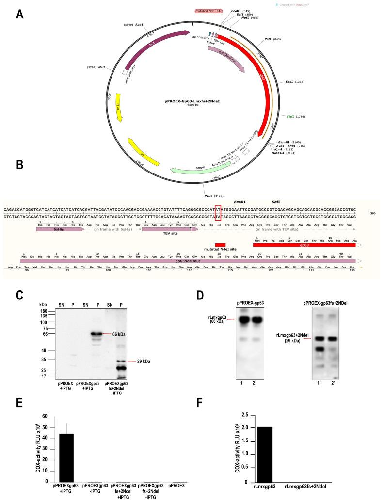 https://cdn.ncbi.nlm.nih.gov/pmc/blobs/0065/11434690/1b4c8f4d796a/pathogens-13-00718-g001.jpg