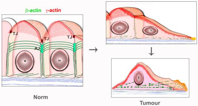https://cdn.ncbi.nlm.nih.gov/pmc/blobs/0068/9204531/cd922323305e/fphar-13-895703-g002.jpg