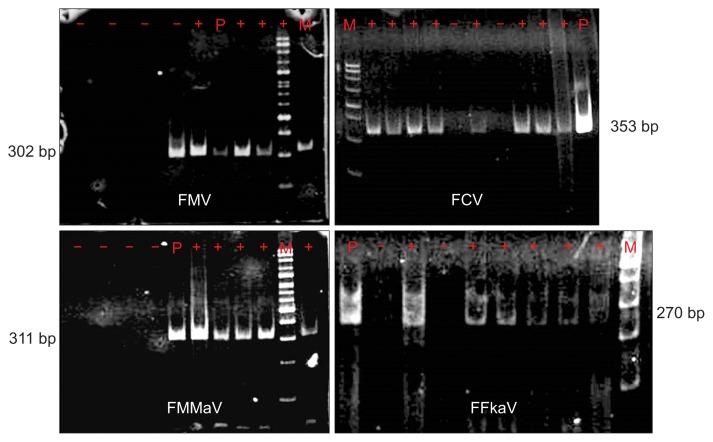 https://cdn.ncbi.nlm.nih.gov/pmc/blobs/0069/5461047/888eb1f71249/ppj-33-288f2.jpg