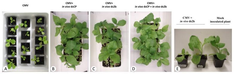 https://cdn.ncbi.nlm.nih.gov/pmc/blobs/0069/8151262/5063b34cb220/plants-10-00963-g003.jpg