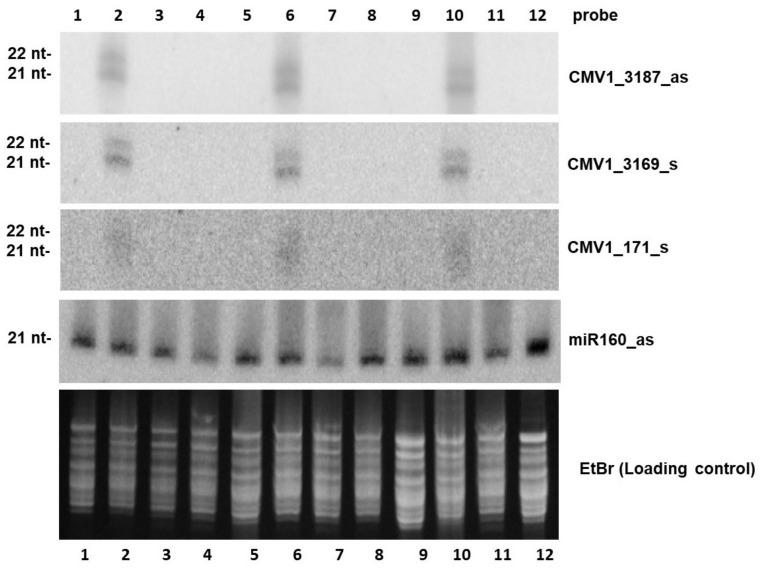 https://cdn.ncbi.nlm.nih.gov/pmc/blobs/0069/8151262/7b7b44b66367/plants-10-00963-g004.jpg