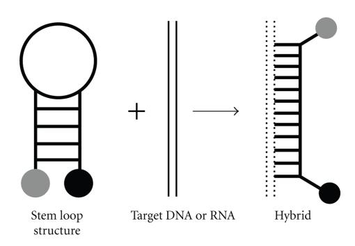 https://cdn.ncbi.nlm.nih.gov/pmc/blobs/006e/2905923/065b5f9279dc/JBB2010-715295.005.jpg
