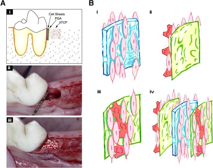 https://cdn.ncbi.nlm.nih.gov/pmc/blobs/0071/6431686/7cb0caf0d0fd/SCT3-8-392-g003.jpg