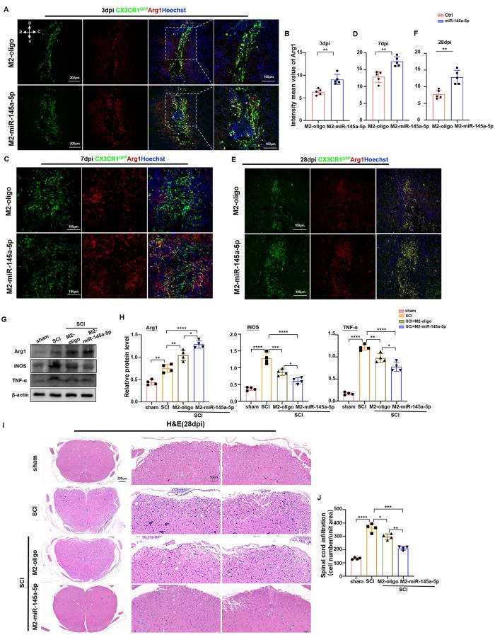 https://cdn.ncbi.nlm.nih.gov/pmc/blobs/0074/11302162/1943cb8f1e19/12967_2024_5492_Fig4_HTML.jpg