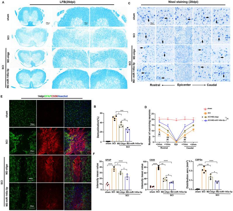 https://cdn.ncbi.nlm.nih.gov/pmc/blobs/0074/11302162/bb50a0453f96/12967_2024_5492_Fig2_HTML.jpg
