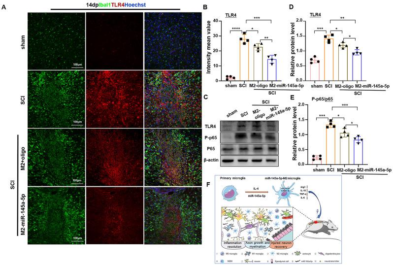 https://cdn.ncbi.nlm.nih.gov/pmc/blobs/0074/11302162/cf2c76e34d65/12967_2024_5492_Fig6_HTML.jpg