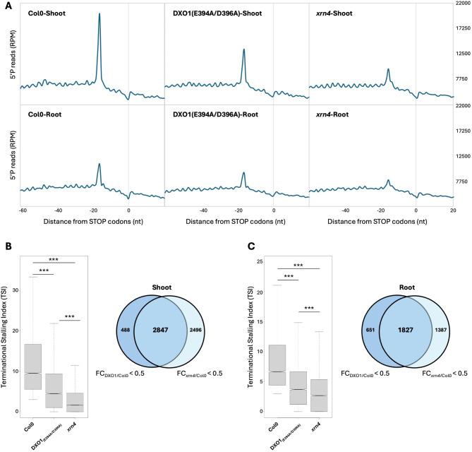 https://cdn.ncbi.nlm.nih.gov/pmc/blobs/0077/11834196/734770c1ca63/12870_2025_6195_Fig4_HTML.jpg