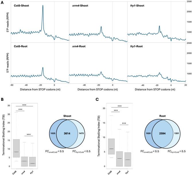 https://cdn.ncbi.nlm.nih.gov/pmc/blobs/0077/11834196/9b5b867cced6/12870_2025_6195_Fig2_HTML.jpg