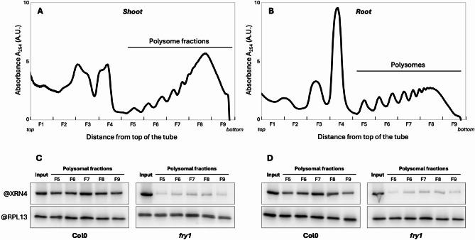 https://cdn.ncbi.nlm.nih.gov/pmc/blobs/0077/11834196/a114f9603cb2/12870_2025_6195_Fig1_HTML.jpg