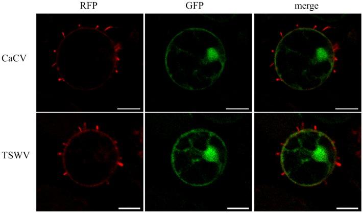 https://cdn.ncbi.nlm.nih.gov/pmc/blobs/0079/5387057/2bea275392ca/fmicb-08-00612-g008.jpg