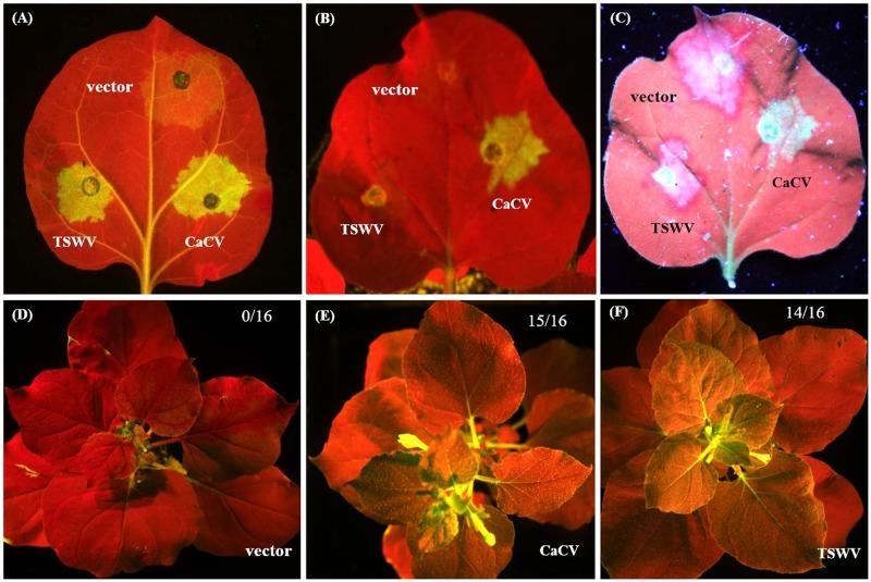 https://cdn.ncbi.nlm.nih.gov/pmc/blobs/0079/5387057/c62e1067a1e8/fmicb-08-00612-g009.jpg