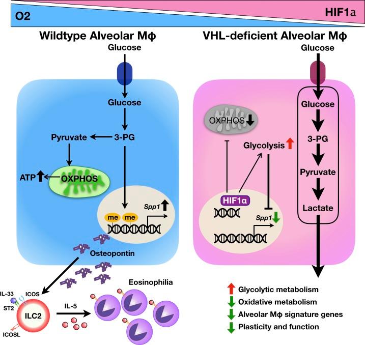 https://cdn.ncbi.nlm.nih.gov/pmc/blobs/007c/6279396/1d8a7f079194/JEM_20181211_GA.jpg