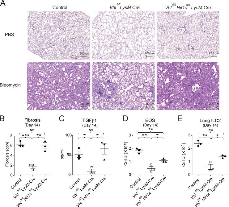 https://cdn.ncbi.nlm.nih.gov/pmc/blobs/007c/6279396/ad83f776468b/JEM_20181211_Fig8.jpg