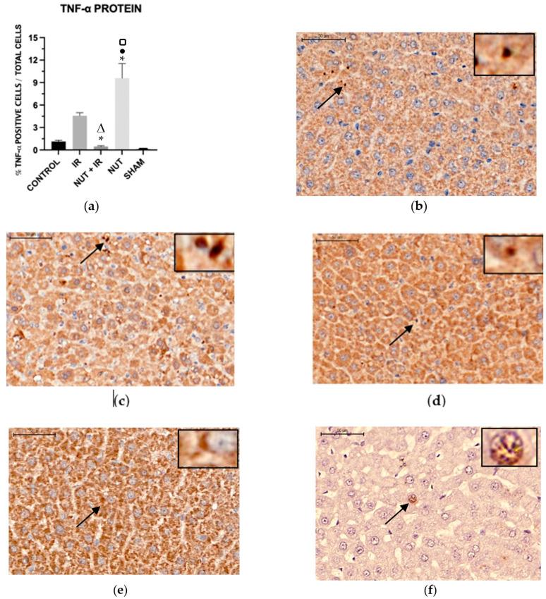 https://cdn.ncbi.nlm.nih.gov/pmc/blobs/0080/10299517/9bff715b5ed4/ijms-24-10264-g007.jpg