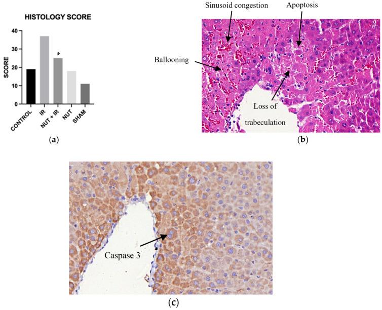https://cdn.ncbi.nlm.nih.gov/pmc/blobs/0080/10299517/bd274f163f39/ijms-24-10264-g008.jpg