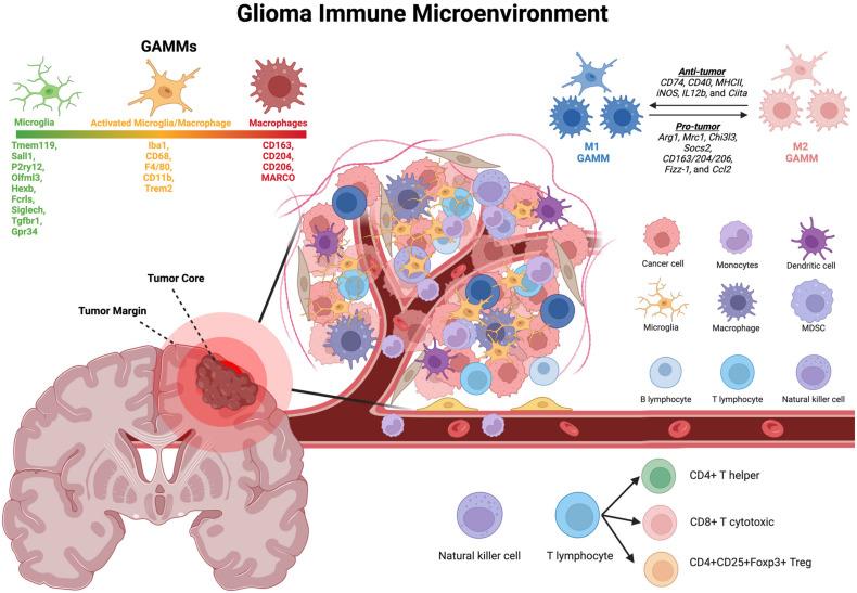 https://cdn.ncbi.nlm.nih.gov/pmc/blobs/0084/11476027/662d28c93b46/cancers-16-03283-g001.jpg
