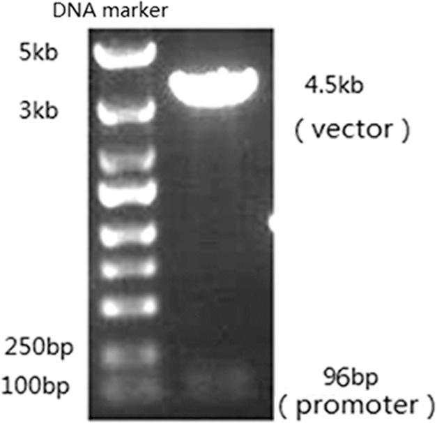 https://cdn.ncbi.nlm.nih.gov/pmc/blobs/0085/4601673/a88cb14590a8/fig-2.jpg