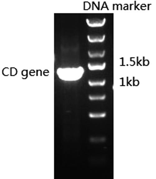 https://cdn.ncbi.nlm.nih.gov/pmc/blobs/0085/4601673/d376664f97c3/fig-1.jpg