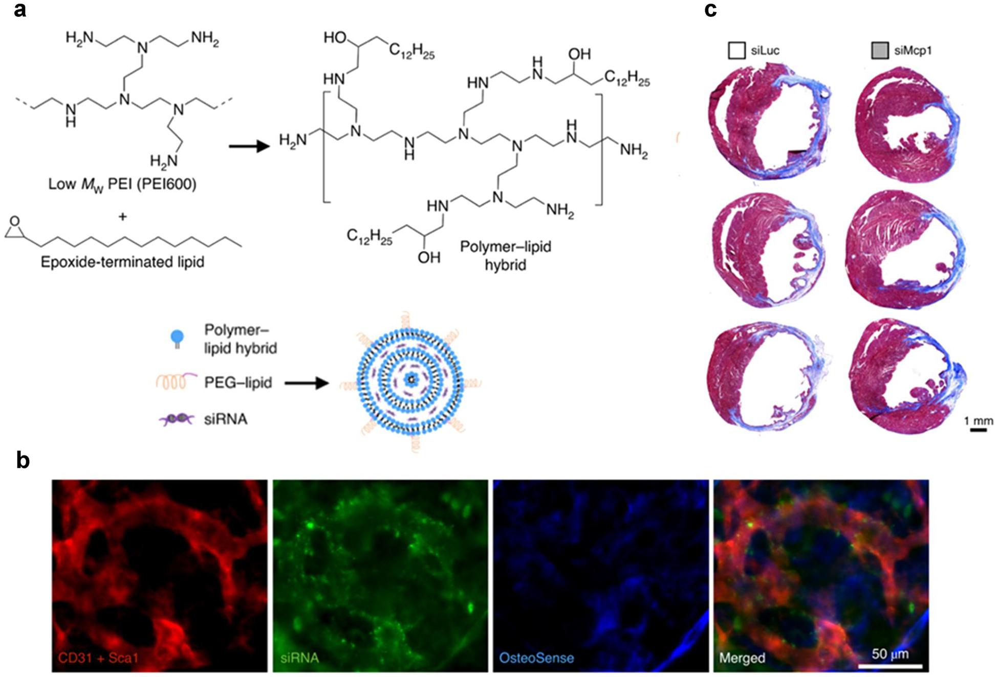 https://cdn.ncbi.nlm.nih.gov/pmc/blobs/0087/11581612/544215c80361/nihms-2036321-f0009.jpg