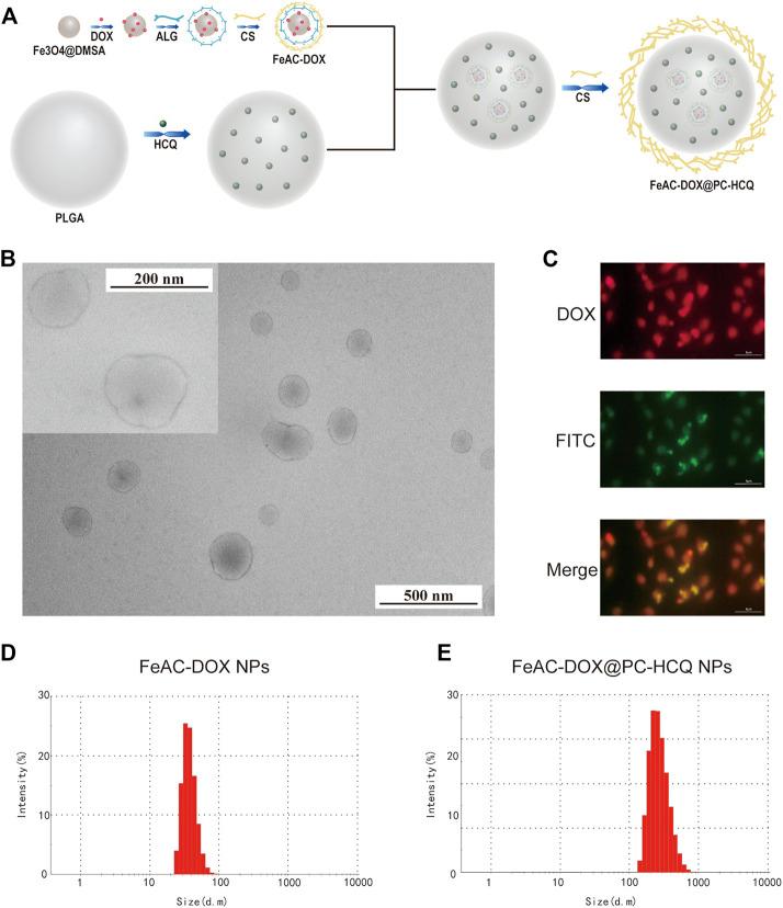 https://cdn.ncbi.nlm.nih.gov/pmc/blobs/0088/10203398/686d599726a3/fphar-14-1176232-g001.jpg