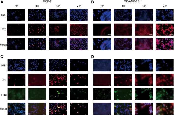 https://cdn.ncbi.nlm.nih.gov/pmc/blobs/0088/10203398/b123d58b4e12/fphar-14-1176232-g007.jpg