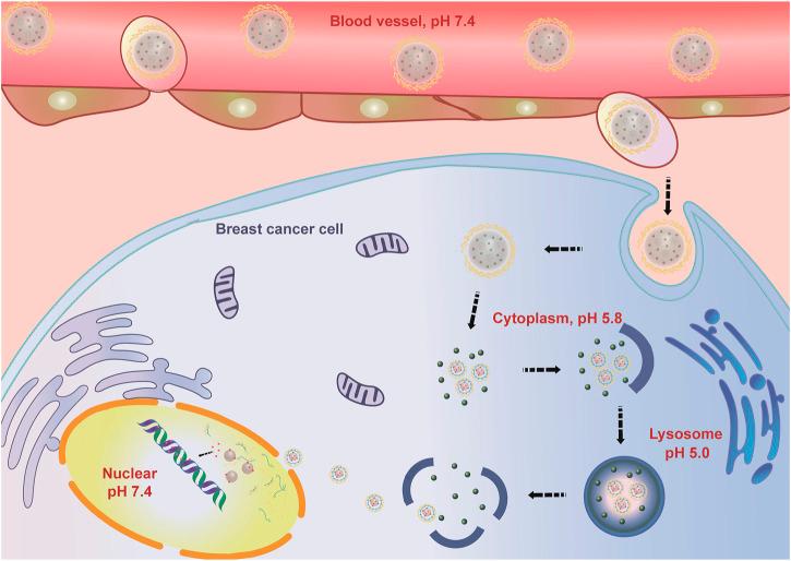 https://cdn.ncbi.nlm.nih.gov/pmc/blobs/0088/10203398/bbf94576e442/fphar-14-1176232-g010.jpg