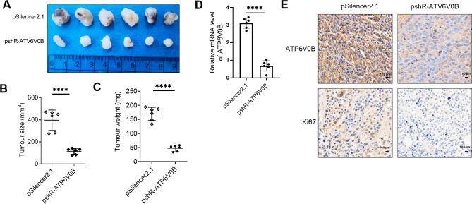 https://cdn.ncbi.nlm.nih.gov/pmc/blobs/0088/12036214/50ec7444fd94/12885_2025_14183_Fig3_HTML.jpg