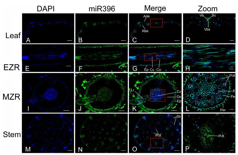https://cdn.ncbi.nlm.nih.gov/pmc/blobs/008b/10005394/849d3183e11a/plants-12-01103-g006.jpg