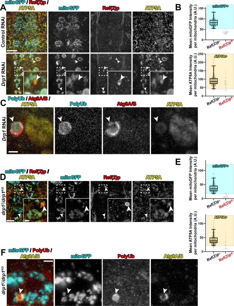 https://cdn.ncbi.nlm.nih.gov/pmc/blobs/008f/8384225/f82f86271a88/pgen.1009731.g004.jpg