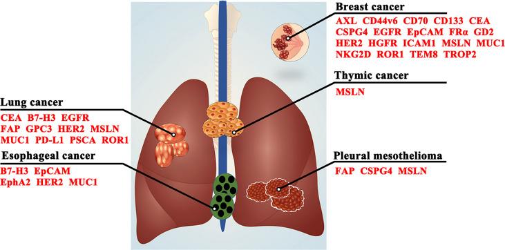 https://cdn.ncbi.nlm.nih.gov/pmc/blobs/0090/9334018/3ec98b3ad996/fimmu-13-871661-g003.jpg