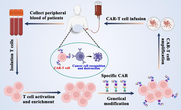 https://cdn.ncbi.nlm.nih.gov/pmc/blobs/0090/9334018/64c2508dbbea/fimmu-13-871661-g005.jpg