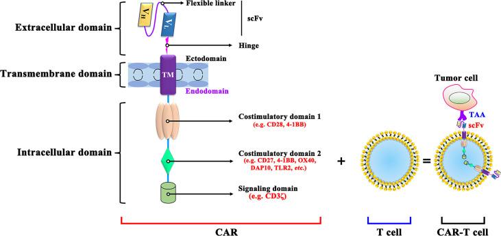 https://cdn.ncbi.nlm.nih.gov/pmc/blobs/0090/9334018/9e6fedc8c6f6/fimmu-13-871661-g001.jpg