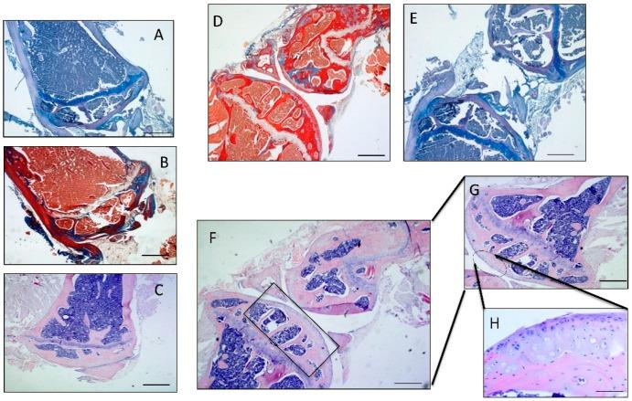 https://cdn.ncbi.nlm.nih.gov/pmc/blobs/0091/4813220/3c023116cfa9/ijms-17-00359-g009.jpg