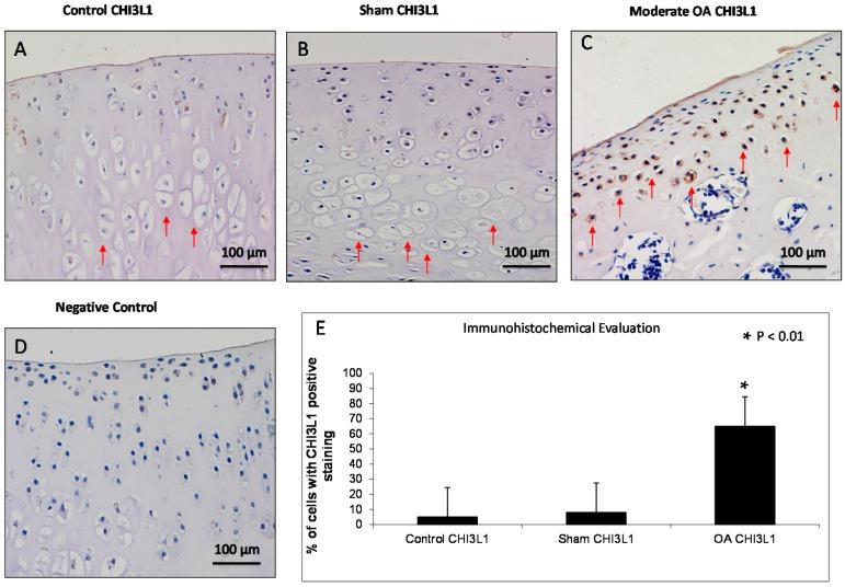 https://cdn.ncbi.nlm.nih.gov/pmc/blobs/0091/4813220/919f30df8cc4/ijms-17-00359-g003.jpg