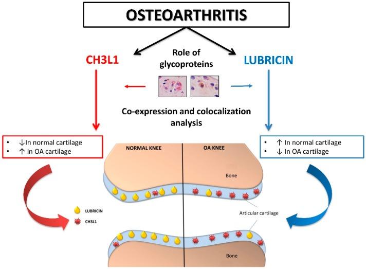 https://cdn.ncbi.nlm.nih.gov/pmc/blobs/0091/4813220/d285579fe897/ijms-17-00359-g007.jpg