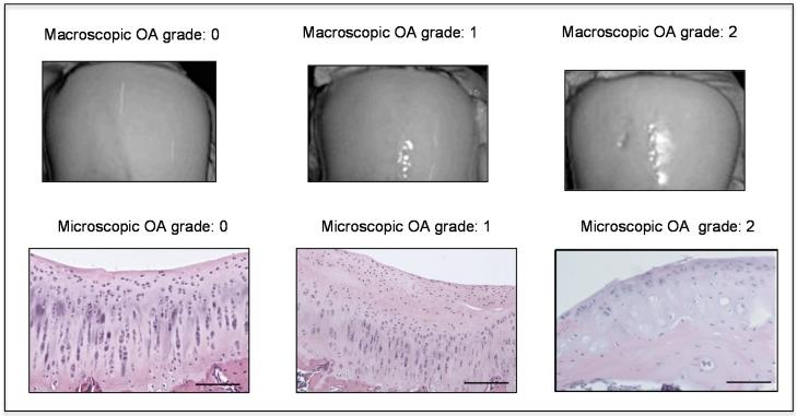 https://cdn.ncbi.nlm.nih.gov/pmc/blobs/0091/4813220/dfbc743f839b/ijms-17-00359-g002.jpg