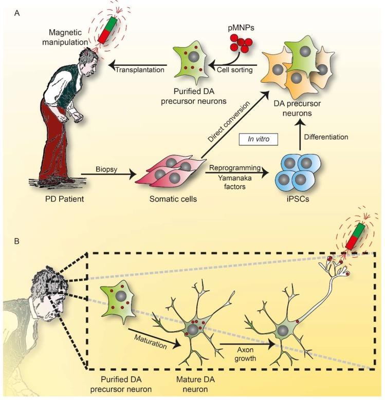 https://cdn.ncbi.nlm.nih.gov/pmc/blobs/0091/6321366/b1bfa1bc04aa/ijms-19-04052-g004.jpg
