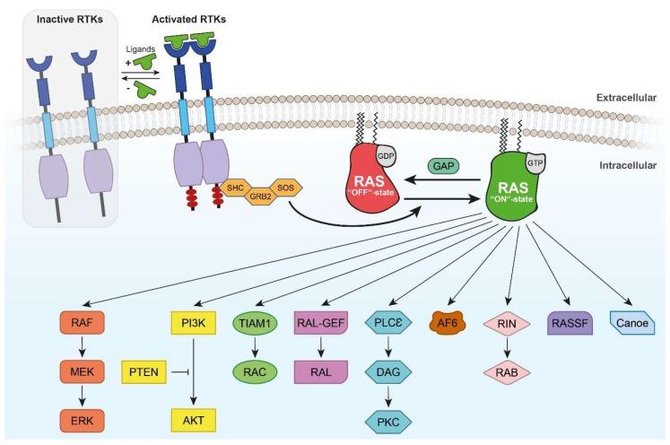 https://cdn.ncbi.nlm.nih.gov/pmc/blobs/0091/6321366/e6e375fd6d6c/ijms-19-04052-g002.jpg