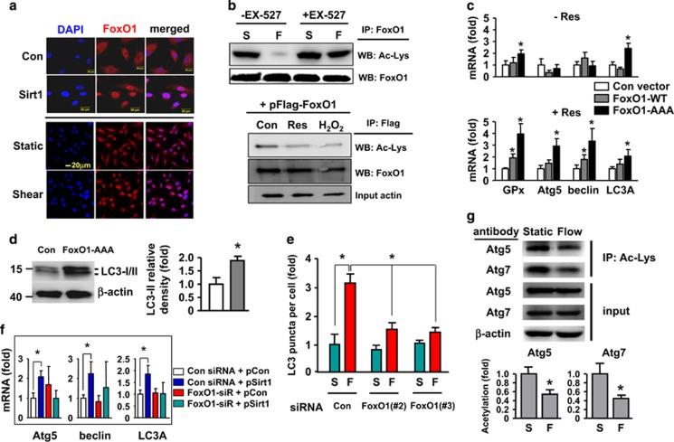 https://cdn.ncbi.nlm.nih.gov/pmc/blobs/0092/4650738/80e9f84c83a3/cddis2015193f6.jpg