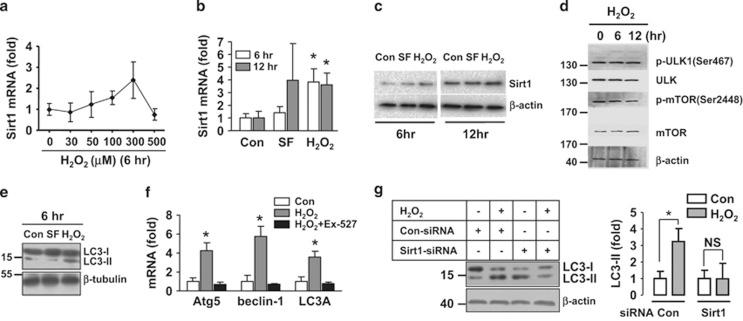 https://cdn.ncbi.nlm.nih.gov/pmc/blobs/0092/4650738/b4929d9b765a/cddis2015193f5.jpg