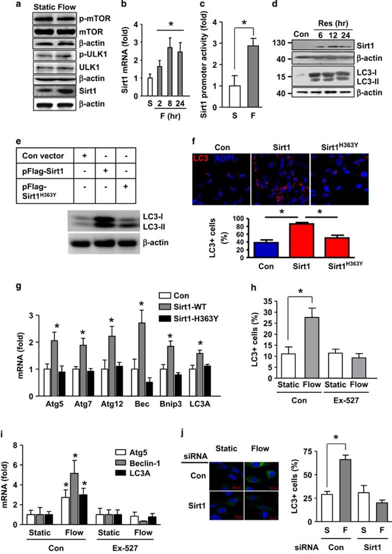 https://cdn.ncbi.nlm.nih.gov/pmc/blobs/0092/4650738/f3a8f64746f5/cddis2015193f3.jpg