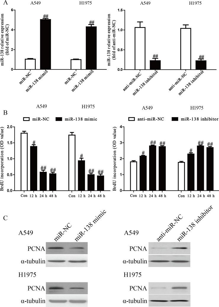 https://cdn.ncbi.nlm.nih.gov/pmc/blobs/0095/7844796/09958b2e7944/OR-26-385-g002.jpg