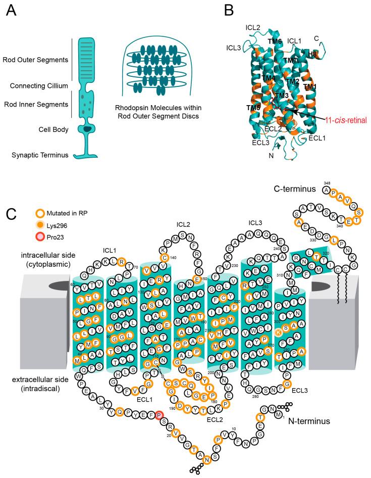 https://cdn.ncbi.nlm.nih.gov/pmc/blobs/0098/11720364/11900e964bdc/cells-14-00049-g001.jpg