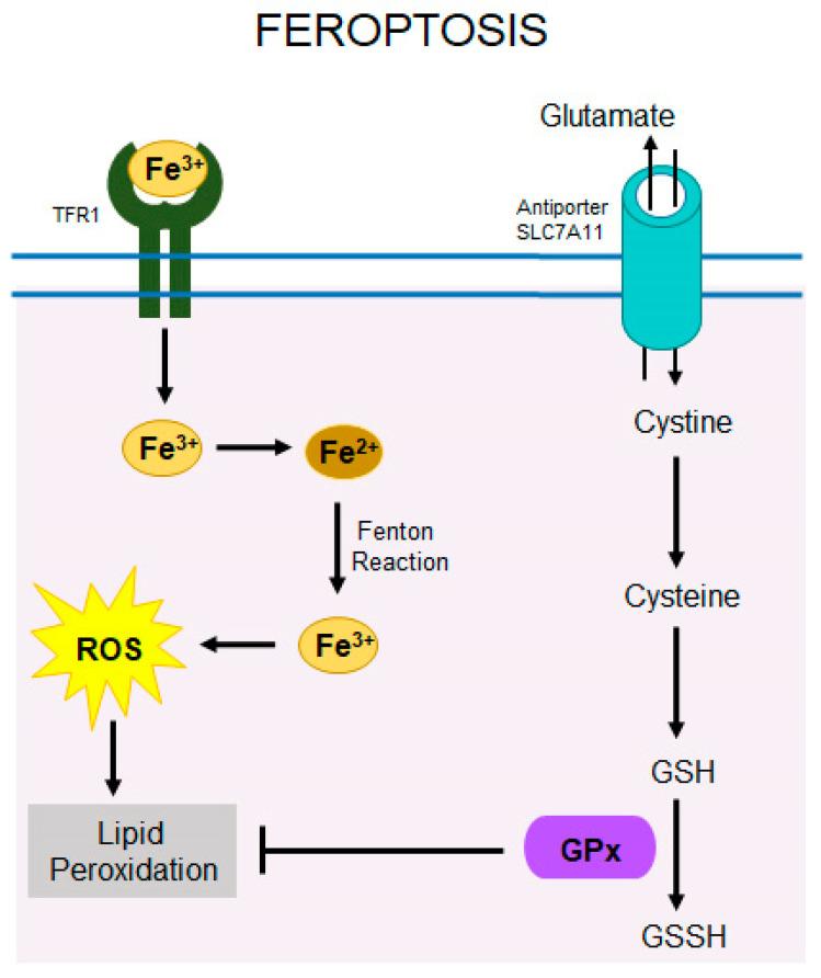 https://cdn.ncbi.nlm.nih.gov/pmc/blobs/0098/11720364/766522fd8336/cells-14-00049-g007.jpg