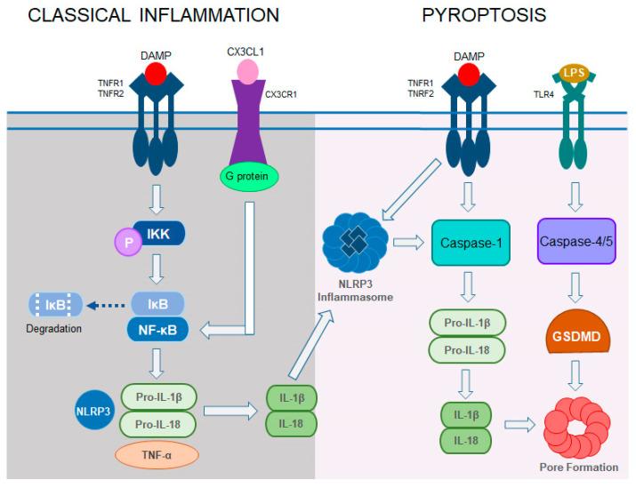 https://cdn.ncbi.nlm.nih.gov/pmc/blobs/0098/11720364/d5eea6429760/cells-14-00049-g004.jpg