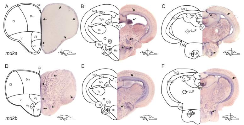 https://cdn.ncbi.nlm.nih.gov/pmc/blobs/0098/8870249/627a1c6e0f99/brainsci-12-00284-g001.jpg