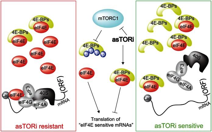 https://cdn.ncbi.nlm.nih.gov/pmc/blobs/0099/3681483/acea2fd6ec14/oncotarget-03-1491-g001.jpg