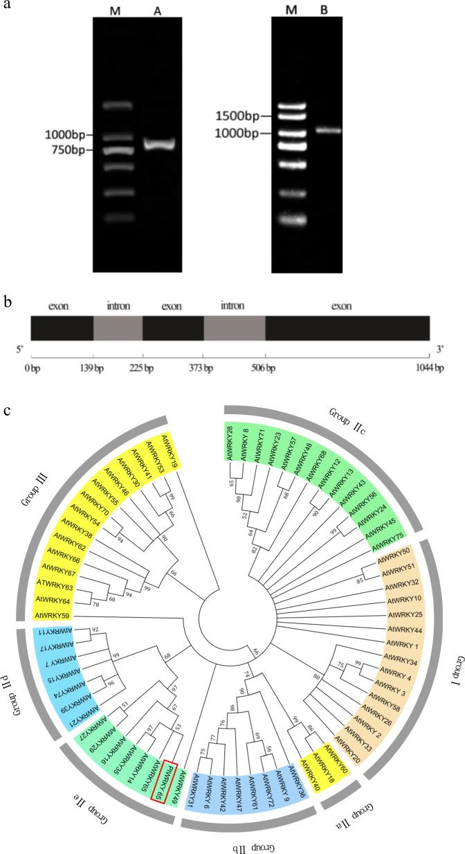 https://cdn.ncbi.nlm.nih.gov/pmc/blobs/009b/7113260/f644a6607392/41438_2020_267_Fig1a_HTML.jpg